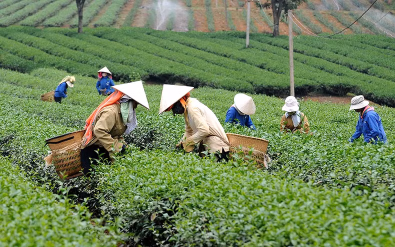 Tea harvesting in Gia Nghia City, Dak Nong Povince. (Photo by NGUYEN DANG)