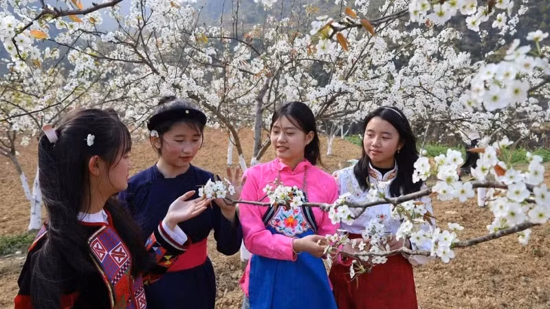 Pear blossoms are in full bloom in Pho Bang Town, Dong Van District.