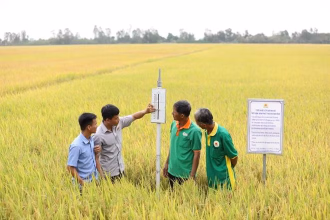 Vietnam is developing one million hectares of high-quality, and low-carbon rice fields in the Mekong Delta region. (Photo: VNA)