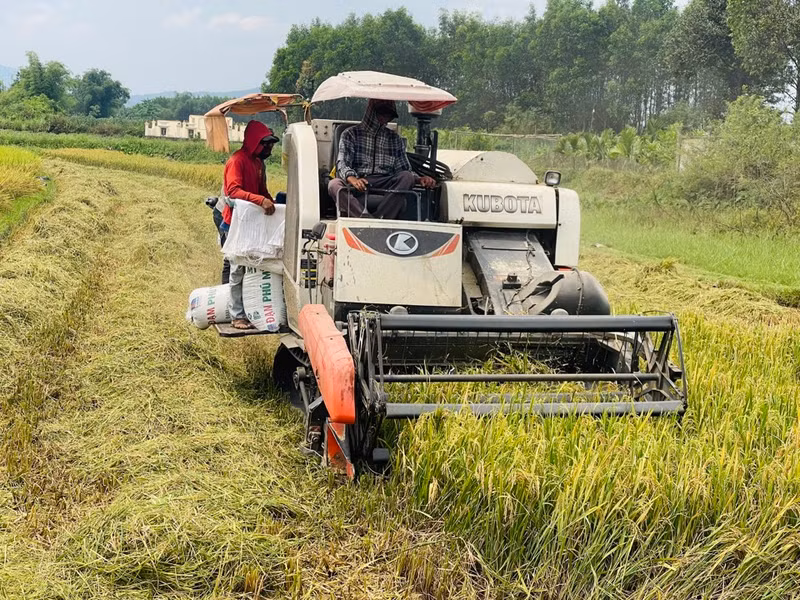 Quang Ngai Province now has nearly 1,000 combine harvesters (Photo: kinhtedothi.vn)