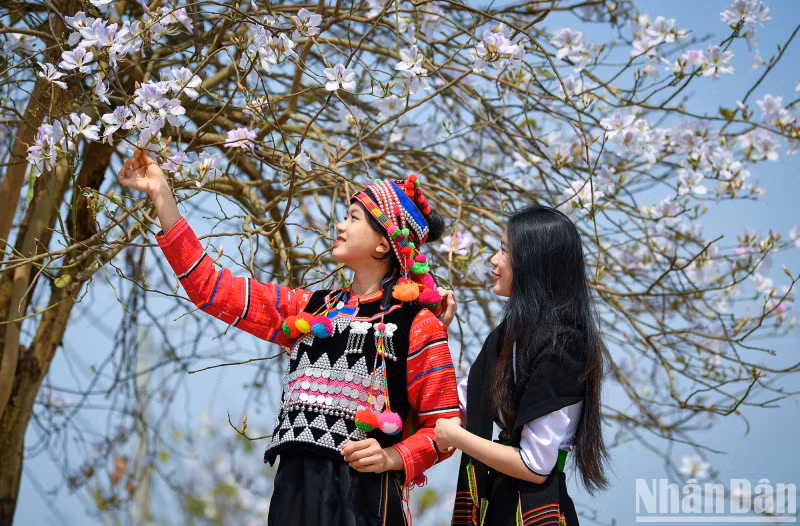 Young ethnic women pose next to a blooming bauhinia tree.