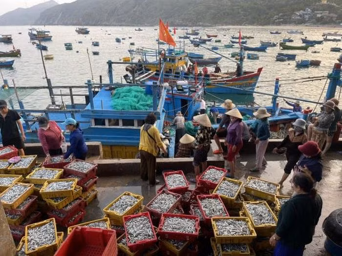 Nhon Ly Port in Quy Nhon City, Binh Dinh Province busy with fishing vessels (Photo: cand.com.vn)