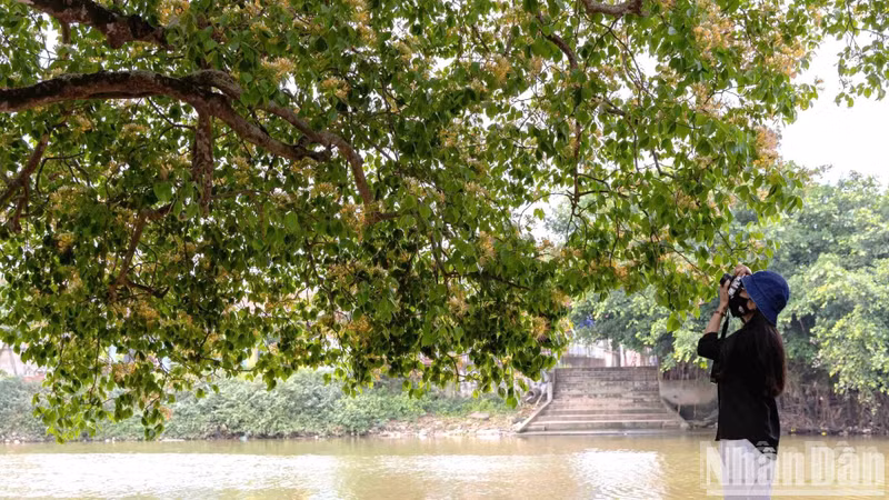 The blooming flowers add much charm to the Kien Giang River. The blooming flowers add much charm to the Kien Giang River.