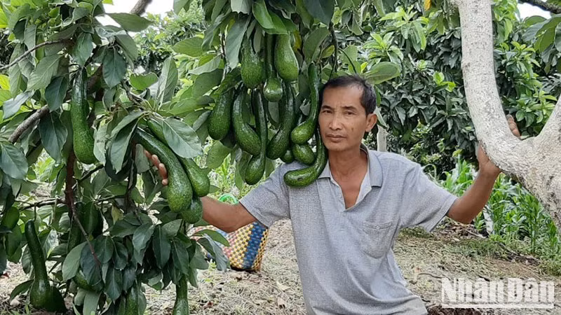 Lam Dong Province has nearly 7,000 hectares of avocado cultivation
