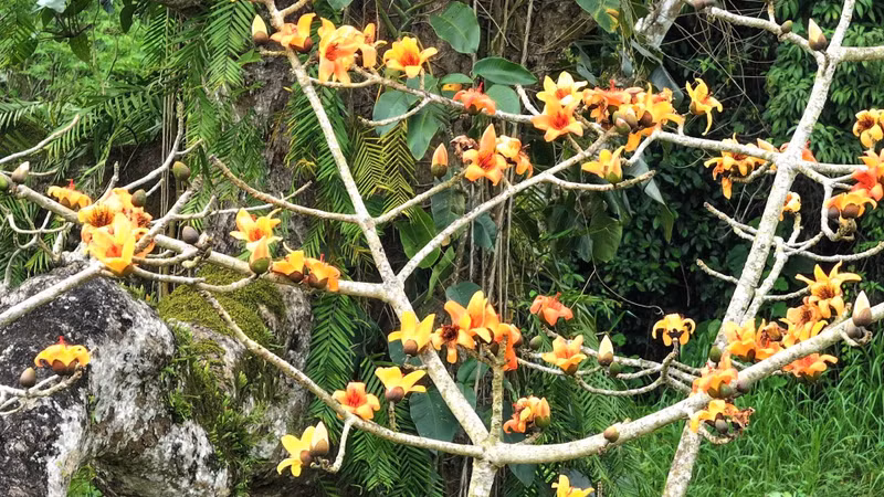 In spring, the tree blooms with beautiful orange flowers.