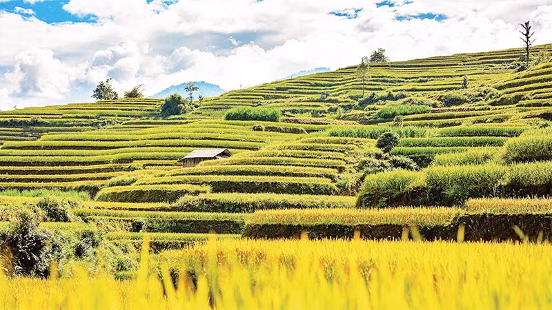 Hoang Su Phi District currently has over 3,720 hectares of terraced fields, spreading across 24 communes and towns. 