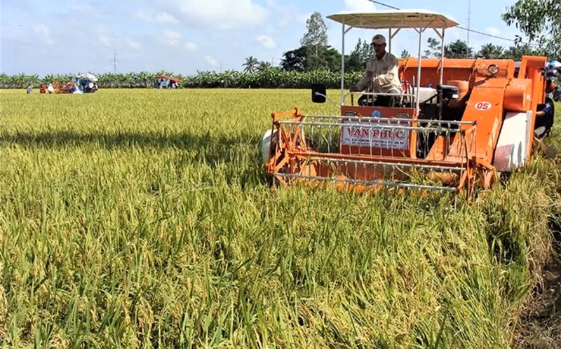 Farmer harvesting rice in Soc Trang Province