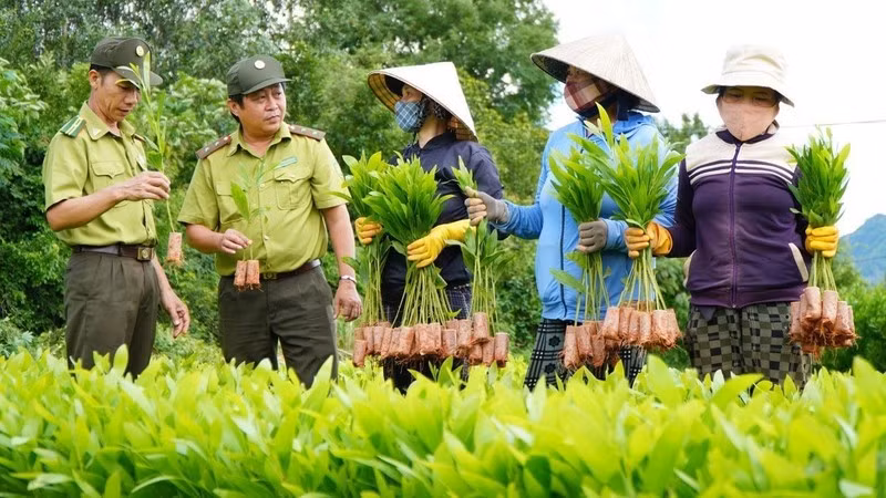 Officers of the Phu Yen Provincial Forest Protection Department instruct locals to check the quality of seedlings before planting forests. (Photo: VNA)