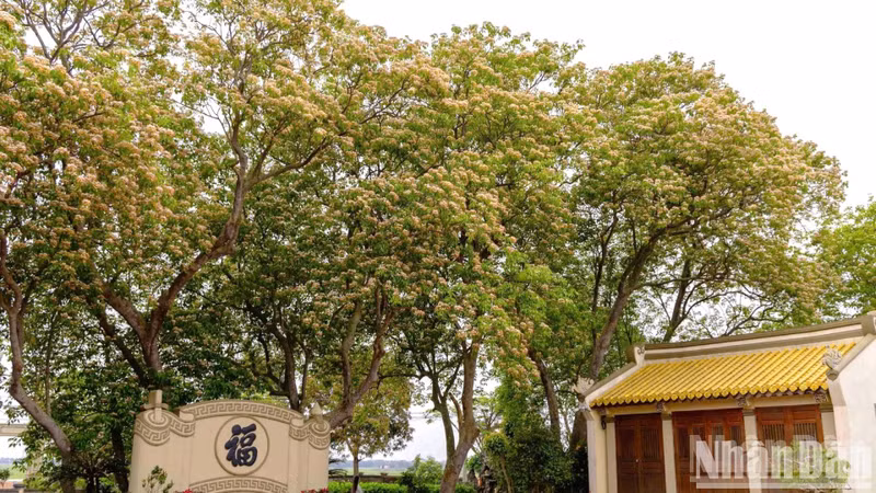 The trees often grow wild in localities in the north-central region, such as Quang Binh Province and Hue City. The trees often grow wild in localities in the north-central region, such as Quang Binh Province and Hue City.