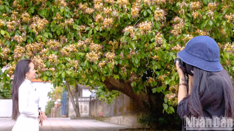 The blooming capparaceae trees become an attractive check-in destination for locals and tourists. The blooming capparaceae trees become an attractive check-in destination for locals and tourists.