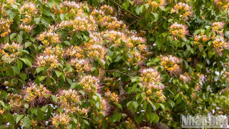 Initially, the flowers are white and turn bright yellow in full bloom. Each flower has 13 to 18 stamens in white and yellow colours. Initially, the flowers are white and turn bright yellow in full bloom. Each flower has 13 to 18 stamens in white and yellow colours.