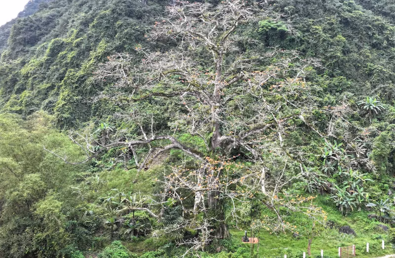 The tree is about 25 meters tall with a canopy spreading approximately 20 meters wide. The trunk's diameter at the base is about 5-6 meters.
