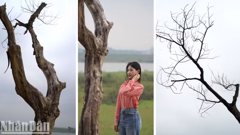 Located on the Huu Chap dyke in Hoa Long Ward, Bac Ninh City, the tree is a famous check-in spot among young people in Bac Ninh Province.