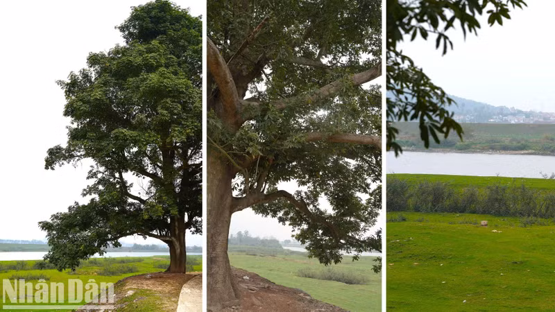 The tree is estimated to be over 20 meters tall.