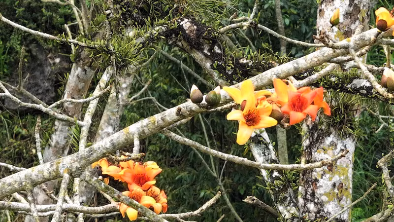 Unlike other cotton trees in northern provinces, with flowers typically red, the ancient tree in Thach Hoa boasts orange flowers.