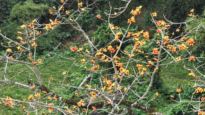 The flowers usually bloom from March to April, with thick, five-petal flowers in a vibrant orange hue, enhancing the scenic beauty of the green mountains and forests.