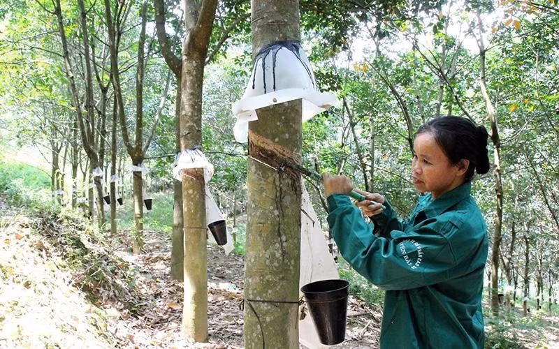 Exploiting rubber latex in Yen Bai.