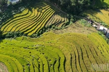 Terraced fields in Binh Lieu District, Quang Ninh Province, seen from above. (Photo: QUOC TOAN)