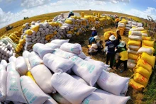 The Prime Minister has ordered measures to boost rice production and exports. (Photo: VGP)