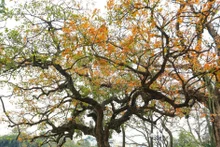 Leaves of ‘loc vung’ (Barringtonia acutangula tree) change colour beside Hoan Kiem Lake (Photo: VNA)
