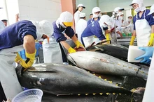 Viet Nam's tuna export sector continues to face a critical challenge in sourcing raw materials, as the majority of enterprises still rely heavily on imported tuna for processing.