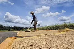 Indonesia is implementing measures to respond to the risk of El Niño. (Photo: Indonesian farmers drying rice beside a paddy field/ VNA)