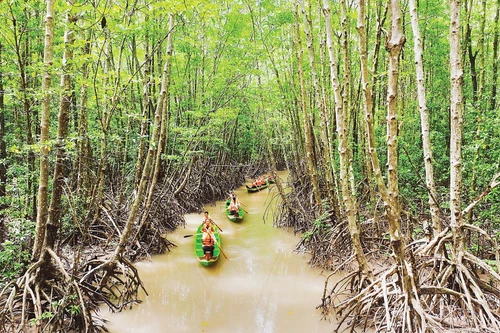The protective forest at Ca Mau Cape — a “green wall” helping to mitigate the extremity of climate change. (Photo: Photographer Phuong Bang)