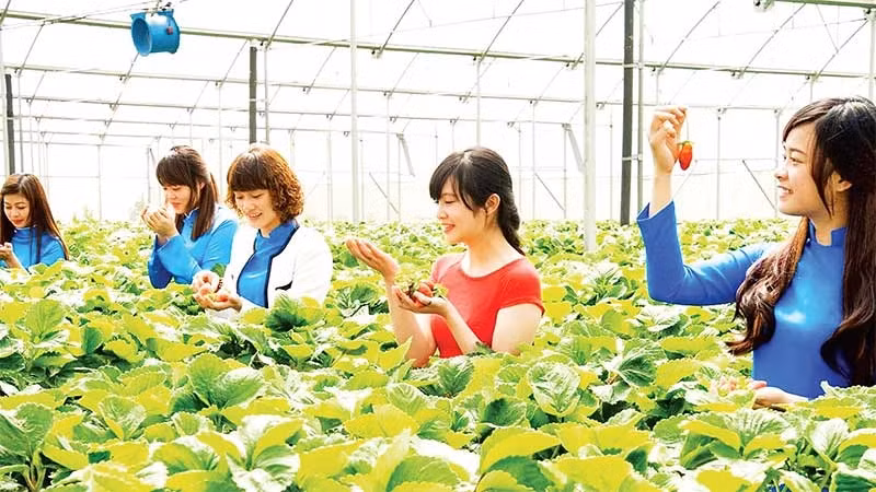 Tourists experience a high-tech strawberry garden in Da Lat City, Lam Dong Province. (Photo: nhandan.vn)