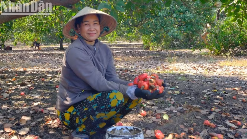 During the harvest season, seasonal labourers earn an average of 400,000 VND per day collecting cashews.