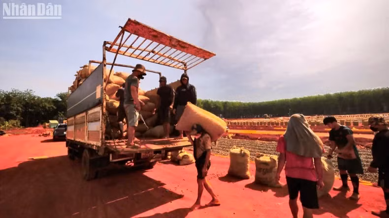 Workers collect cashews to the warehouse after drying them to the right level of dryness.