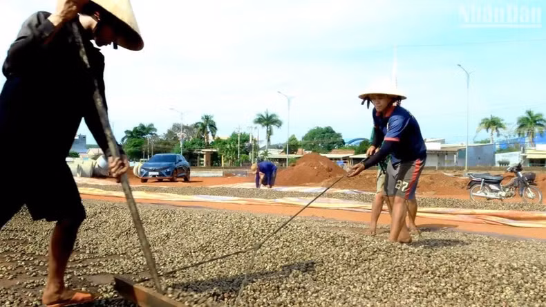Drying cashews in the sun.