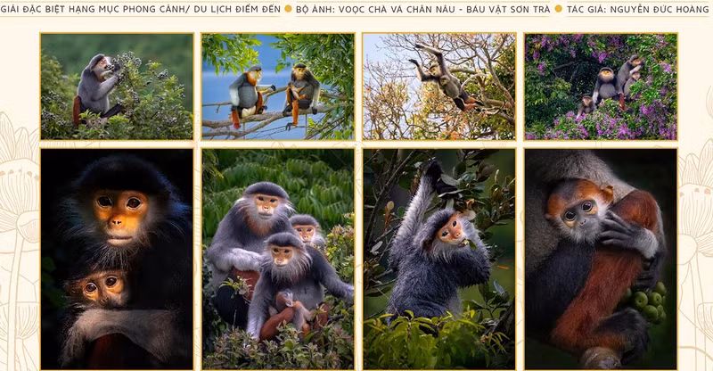The photo series "Red-shanked douc langur", won the special prize in the Landscape - Tourism - Destination category. (Photo: organising board)