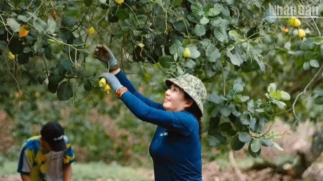 Tourists experience cashew harvesting in Binh Phuoc Province.