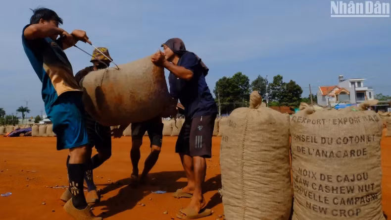 To carry a bag of cashew weighing about 80 to 100kg, two or three workers lift a heavy sack onto a truck or shoulder.