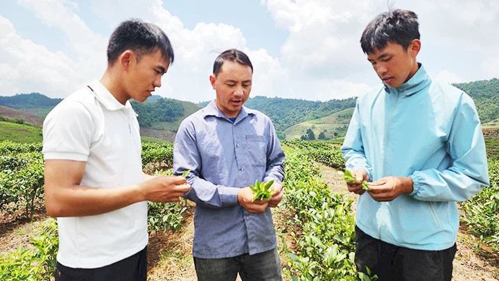 Secretary of the Party cell and head of Phieng Cai Hamlet, Trang A Tua (middle), guides people in tea cultivation. (Photo: nhandan.vn)