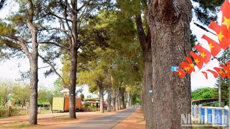 Centuries-old pine trees – a beauty that is both peaceful and romantic.