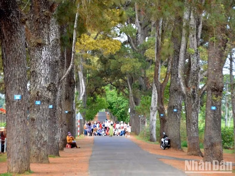 The symmetrical beauty of the centuries-old pine trees.