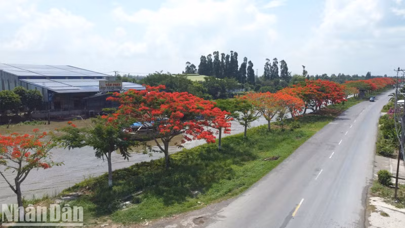 Local residents note that the trees have not blossomed as evenly this year compared to previous seasons.