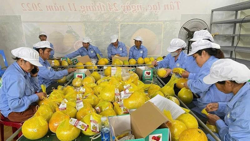 Workers pack pomelos into mesh bags in preparation for export