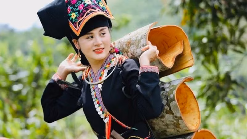 Harvesting cinnamon in Van Yen District, Yen Bai Province