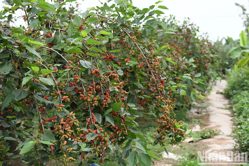 Once known for its traditional silkworm farming, over the past 17 years, residents of Hiep Thuan Commune in Phuc Tho District have shifted to cultivating mulberry tree for their fruit. This change has brought about significant economic benefits.