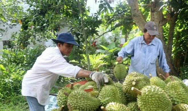 Vietnamese farmers harvest durian (Photo: VNA)