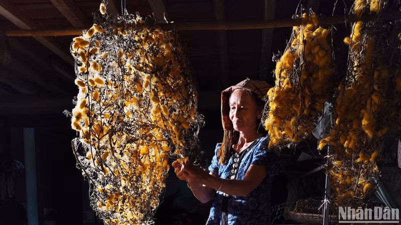 Sericulture in Hoa Tien Village, Chau Tien Commune, Quy Chau District, Nghe An Province. (Photo: VU LINH)
