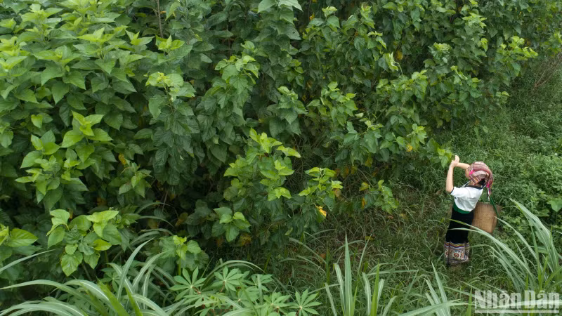 Vibrant mulberry beds in Hoa Tien Village. (Photo: VU LINH)