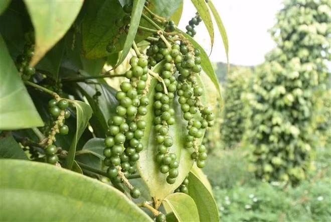 Dak Nong is one of the leading provinces in Viet Nam for pepper production. (Photo: VNA)