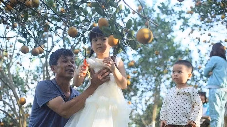 The experience model at the orange orchard of 3T Farm Cooperative in Cao Phong, Hoa Binh, has proven particularly popular with children, who enjoy picking oranges straight from the trees. (Photo: LE THUY)