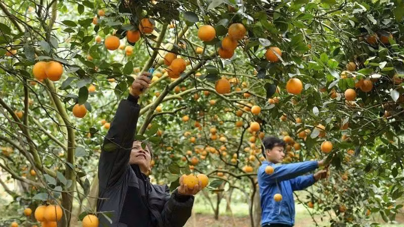 The experiential orange orchard model by 3T Farm Agricultural Cooperative in Cao Phong, Hoa Binh. (Photo: AN THANH DAT)