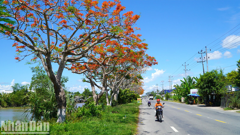 The flamboyant tree road stretches for about 4 kilometres along National Highway 80, passing through Binh Thanh Commune, Lap Vo District, Dong Thap Province, and is now in bloom.