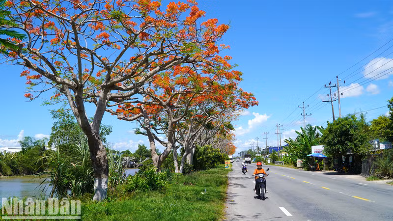 The flamboyant tree road stretches for about 4 kilometres along National Highway 80, passing through Binh Thanh Commune, Lap Vo District, Dong Thap Province, and is now in bloom.