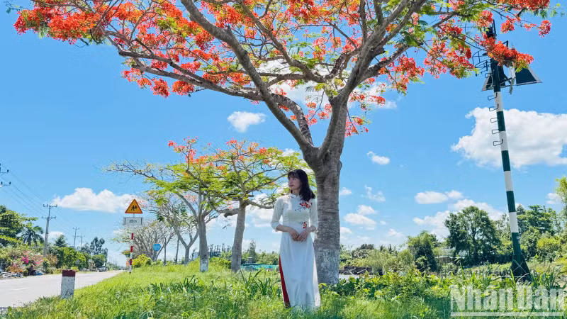 Visitors stroll beneath the vibrant summer flamboyant in 2025.